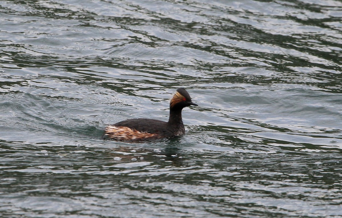 Eared Grebe - ML565450291