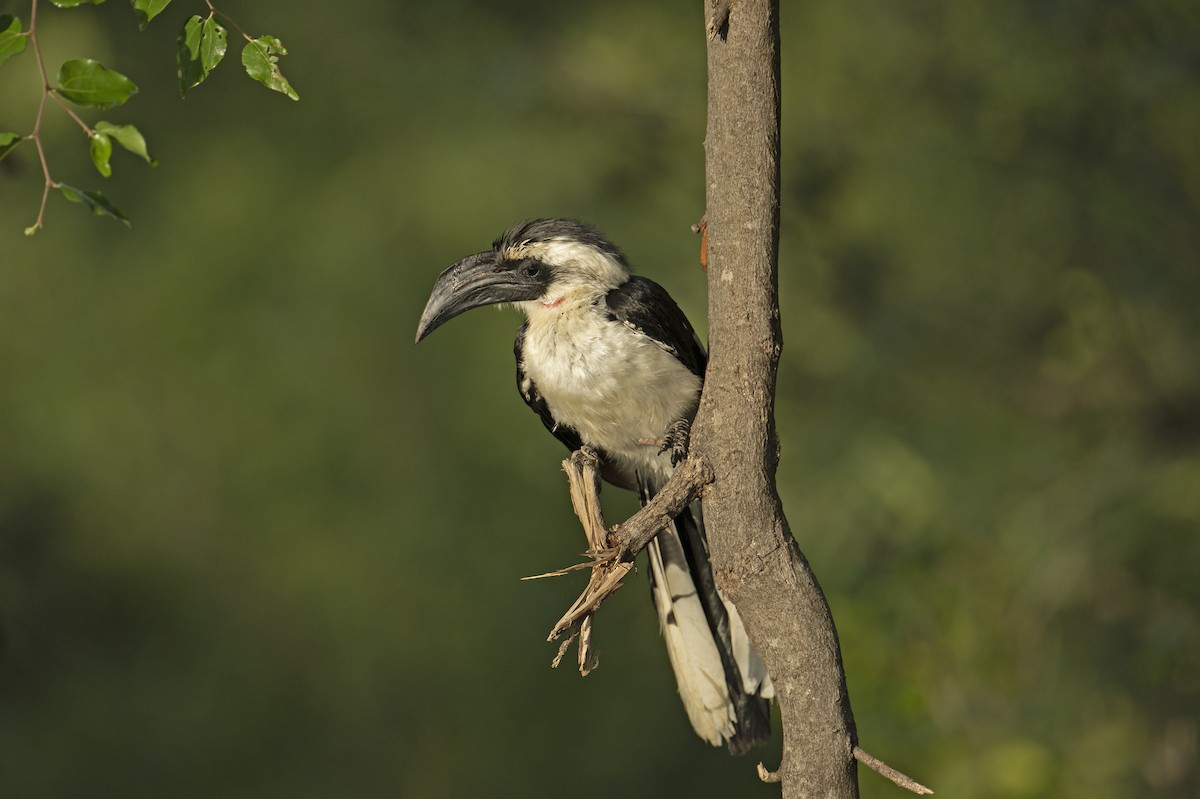 Von der Decken's Hornbill - Neil Earnest