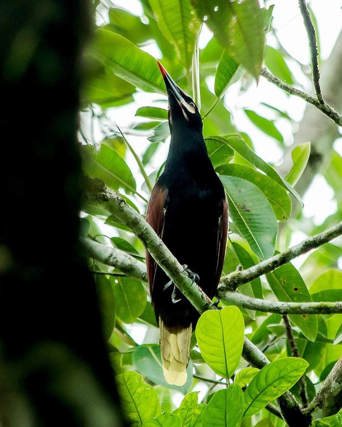 Baudo Oropendola - ML565451571