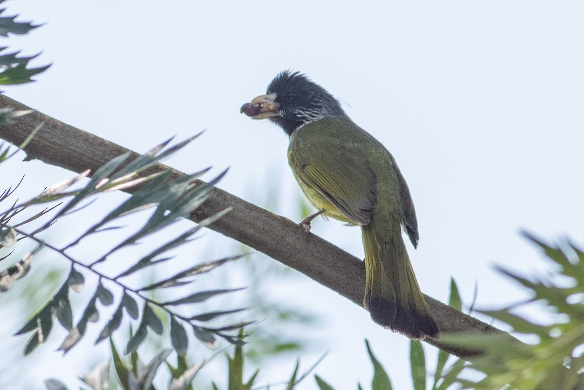 Collared Finchbill - ML565452151