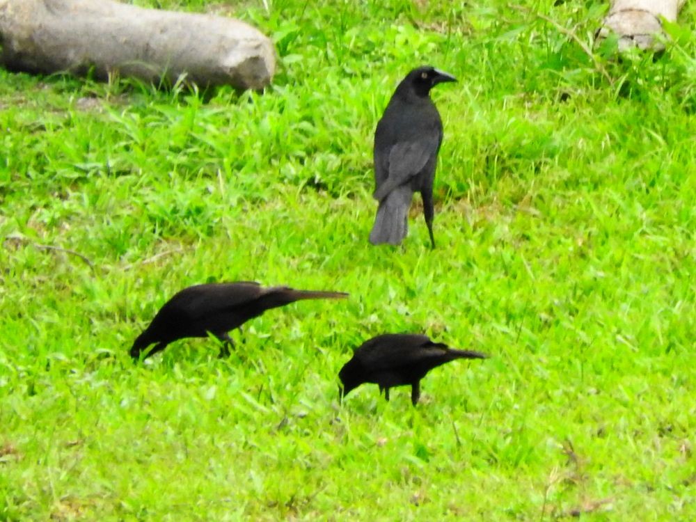 Giant Cowbird - Fernando Nunes