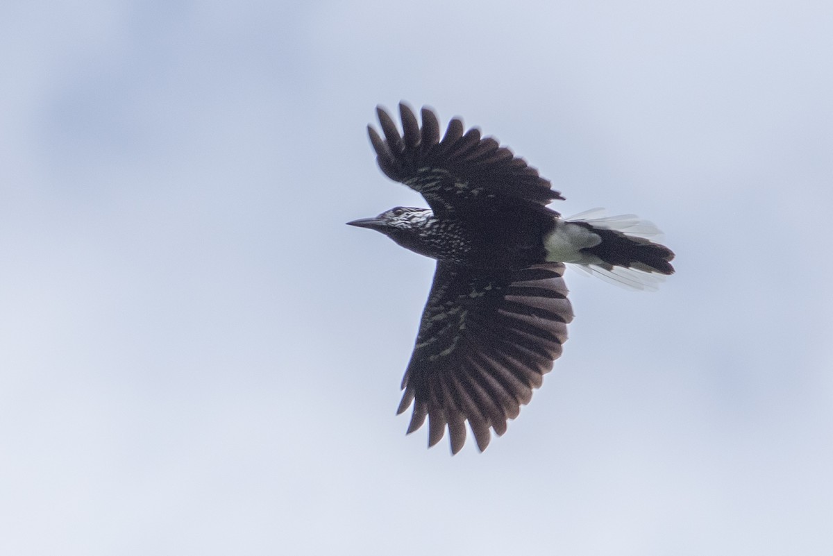 Eurasian Nutcracker - Daniel Field