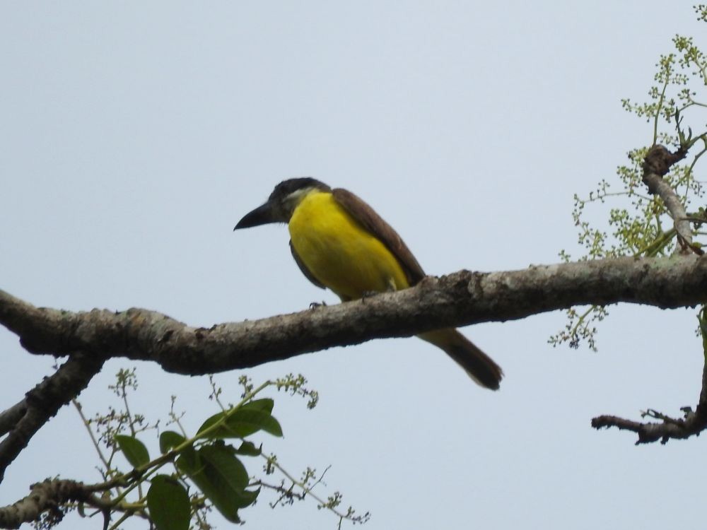 Boat-billed Flycatcher - ML565452811