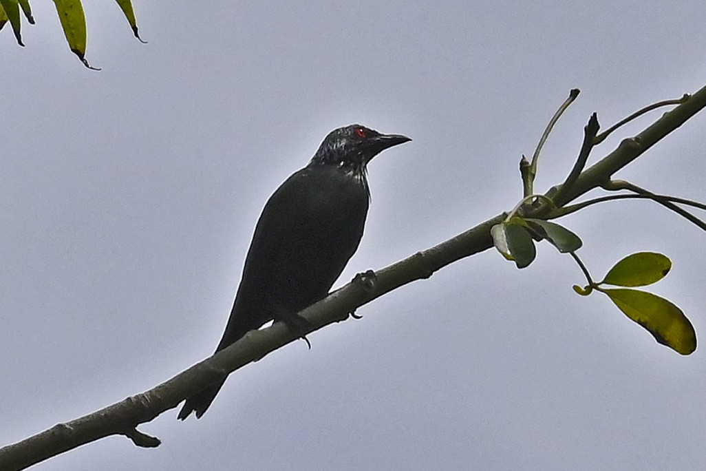 Metallic Starling - Gerd Schön