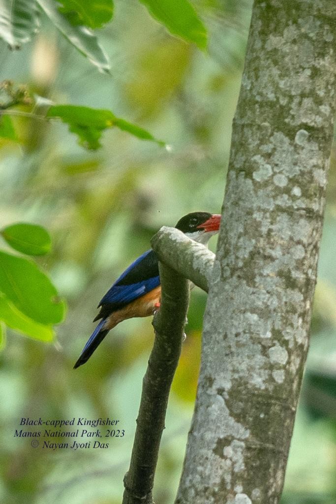 Black-capped Kingfisher - Reshmi Bhattacharjee