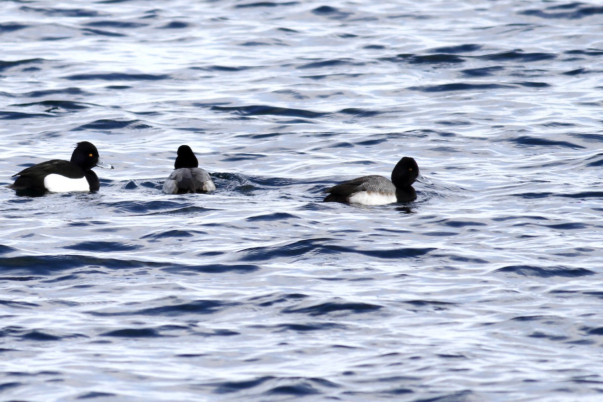 Lesser Scaup - ML565453641