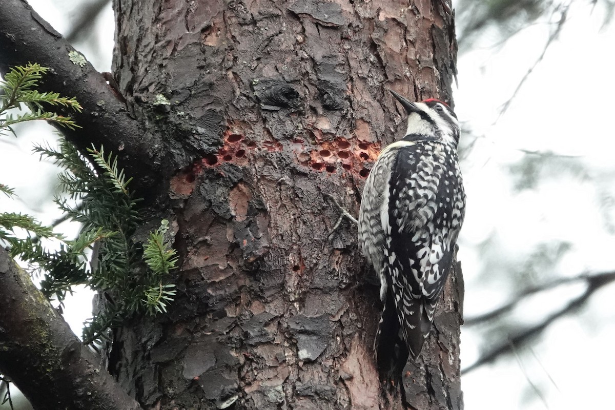 Yellow-bellied Sapsucker - ML565453881