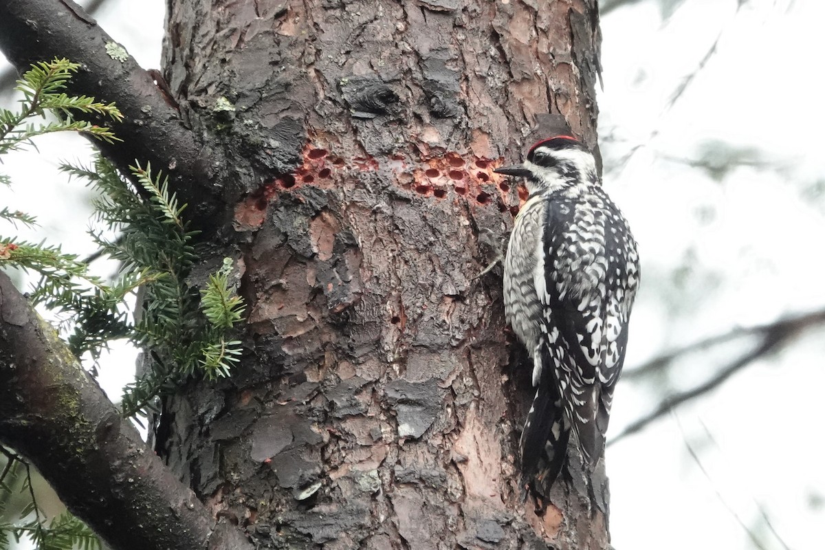Yellow-bellied Sapsucker - ML565453891