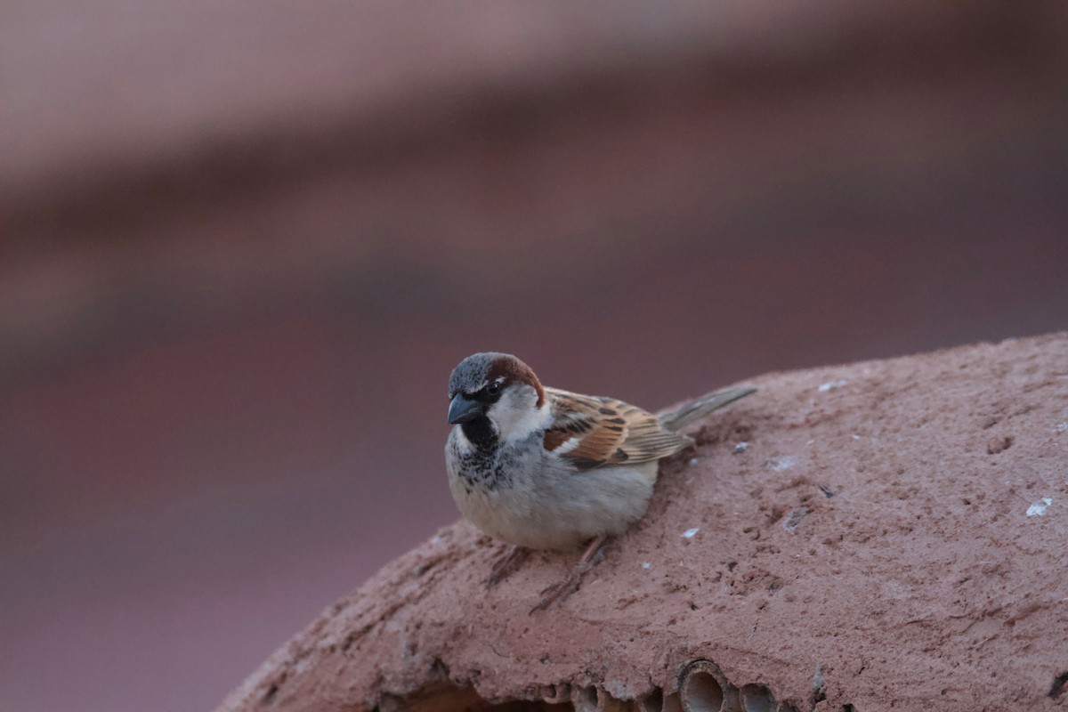 House Sparrow - ML565454041