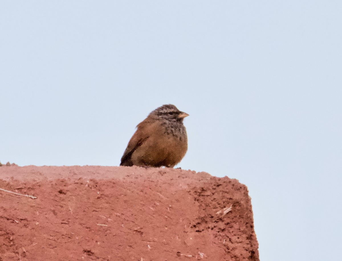 House Bunting - ML565454151