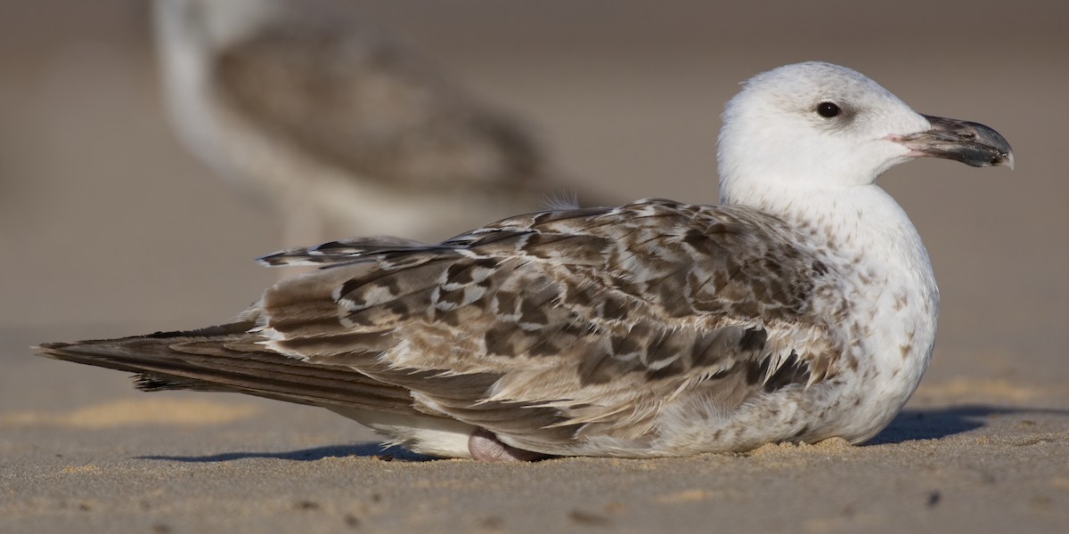 Great Black-backed Gull - ML565454271
