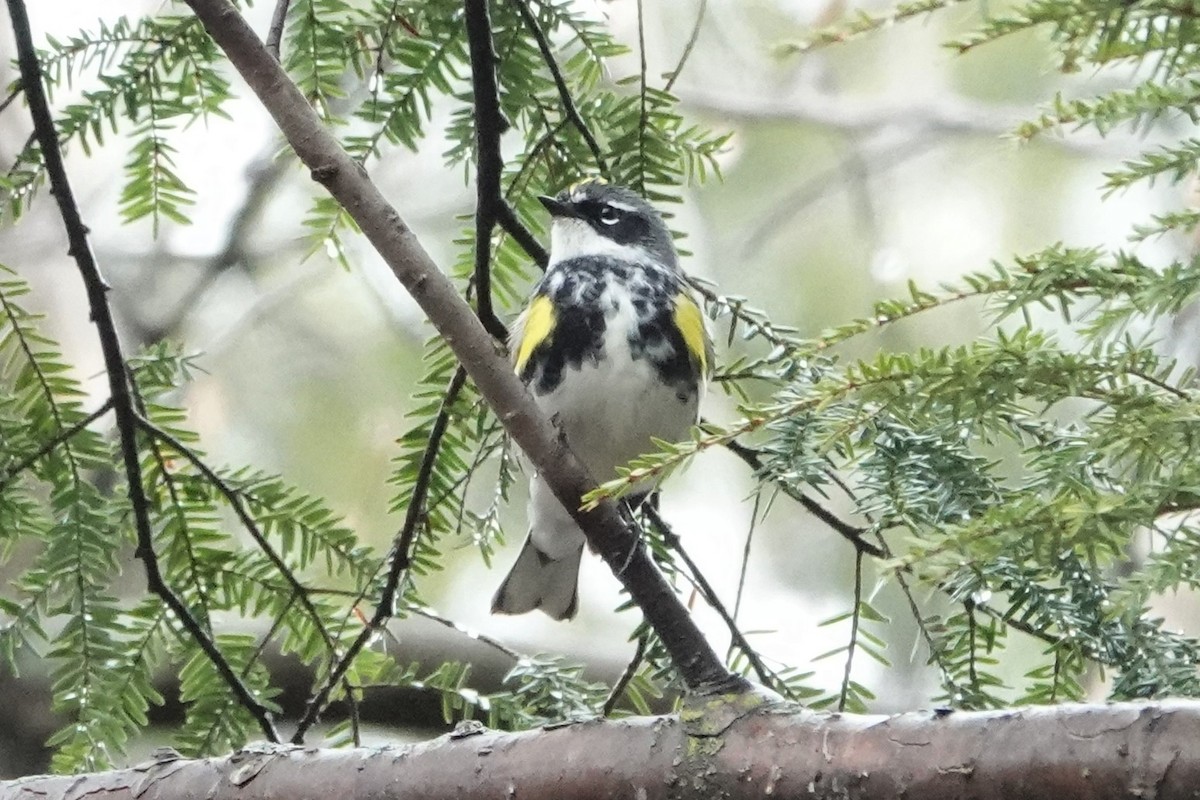 Yellow-rumped Warbler - ML565454451