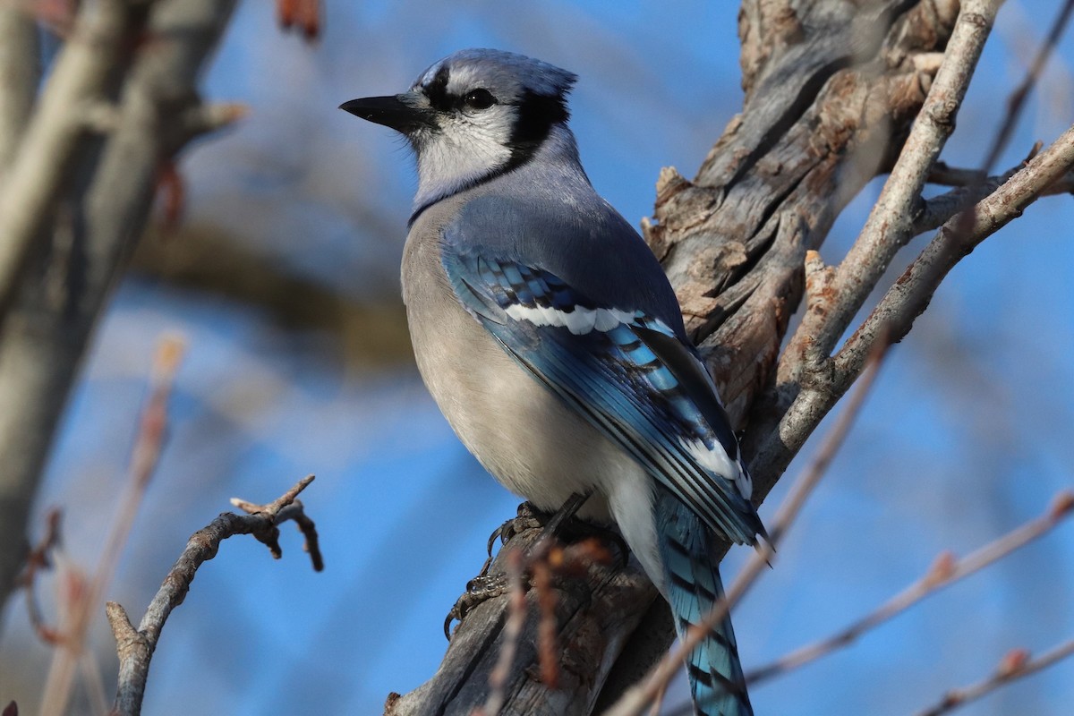 Blue Jay - ML565454511