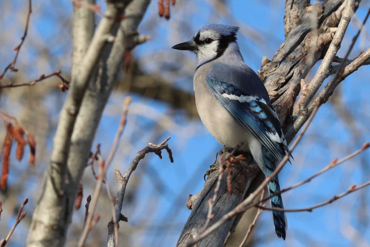 Blue Jay - ML565454531