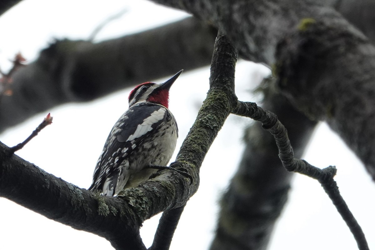 Yellow-bellied Sapsucker - ML565455071