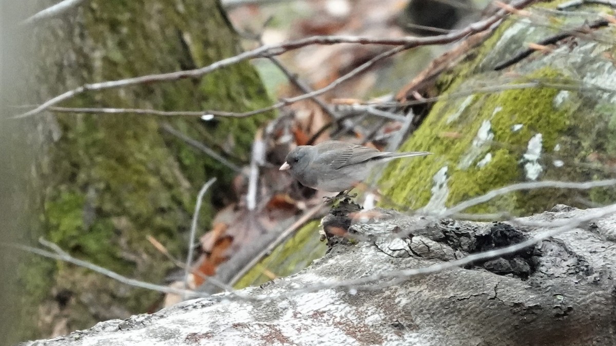 Dark-eyed Junco - ML565455611