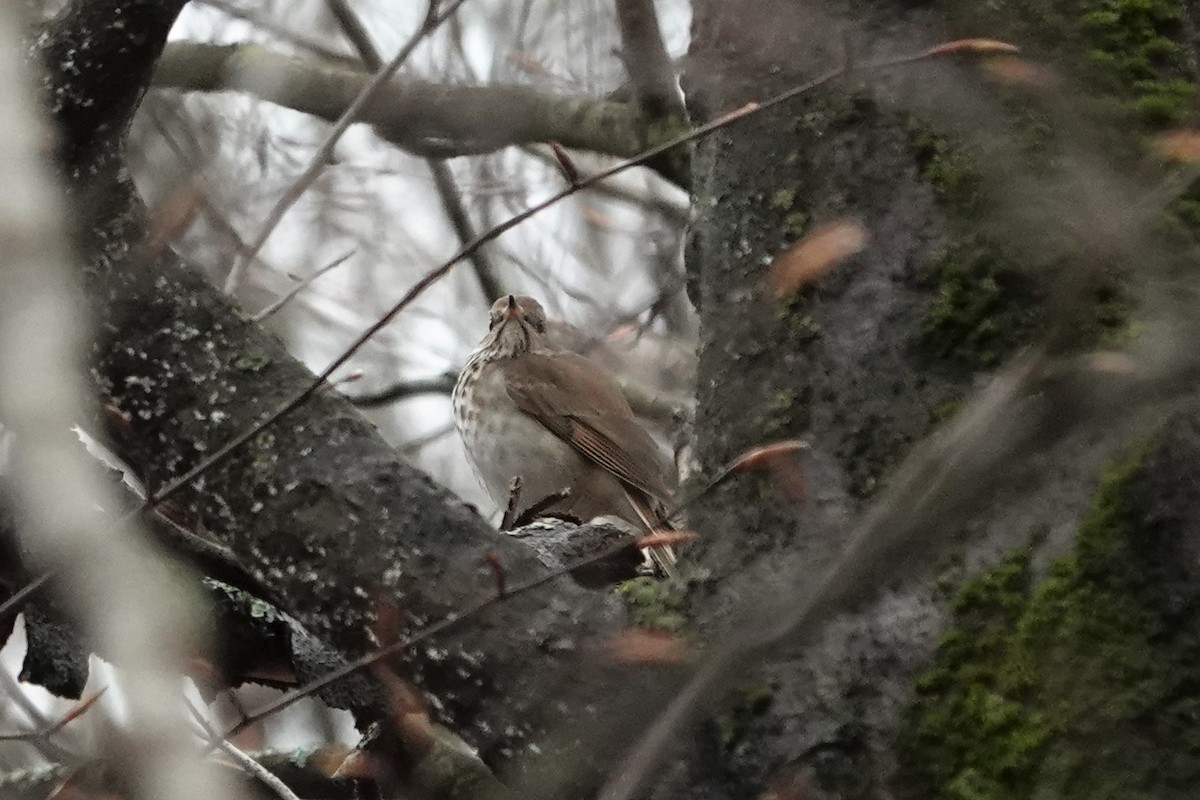Hermit Thrush - ML565455821