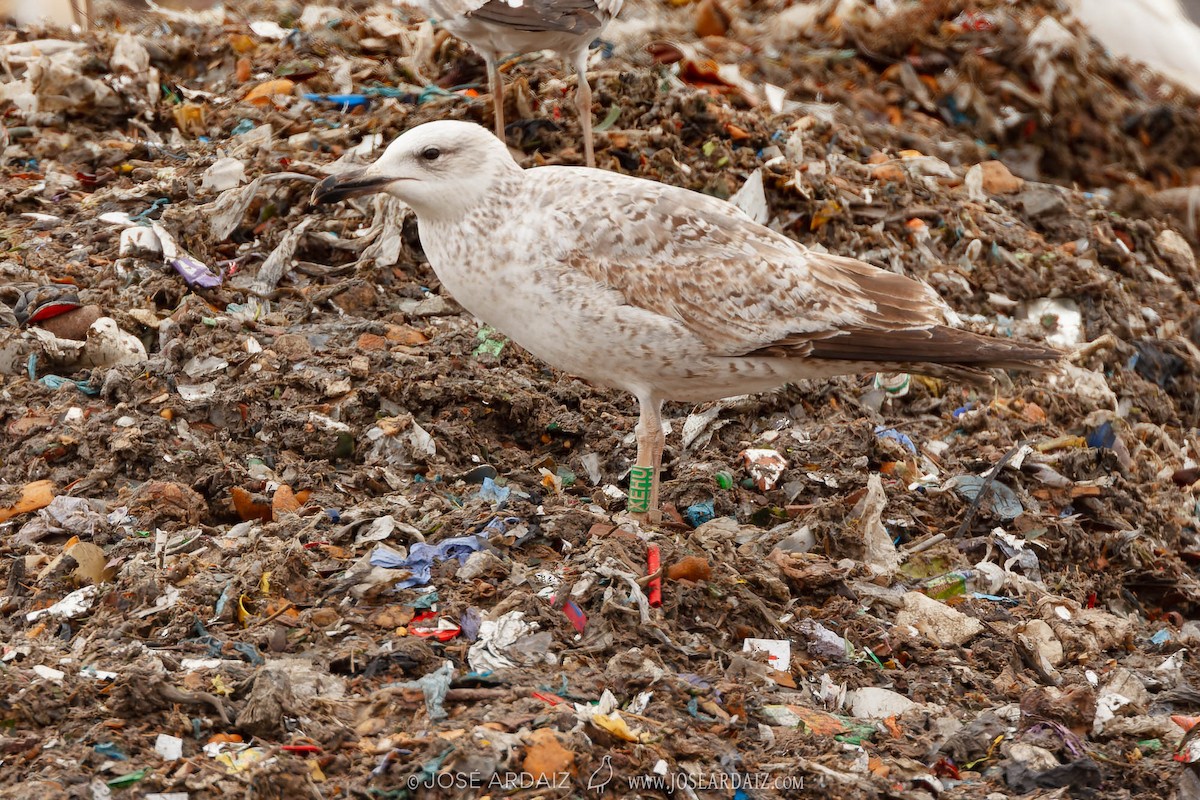 Caspian Gull - ML565455871