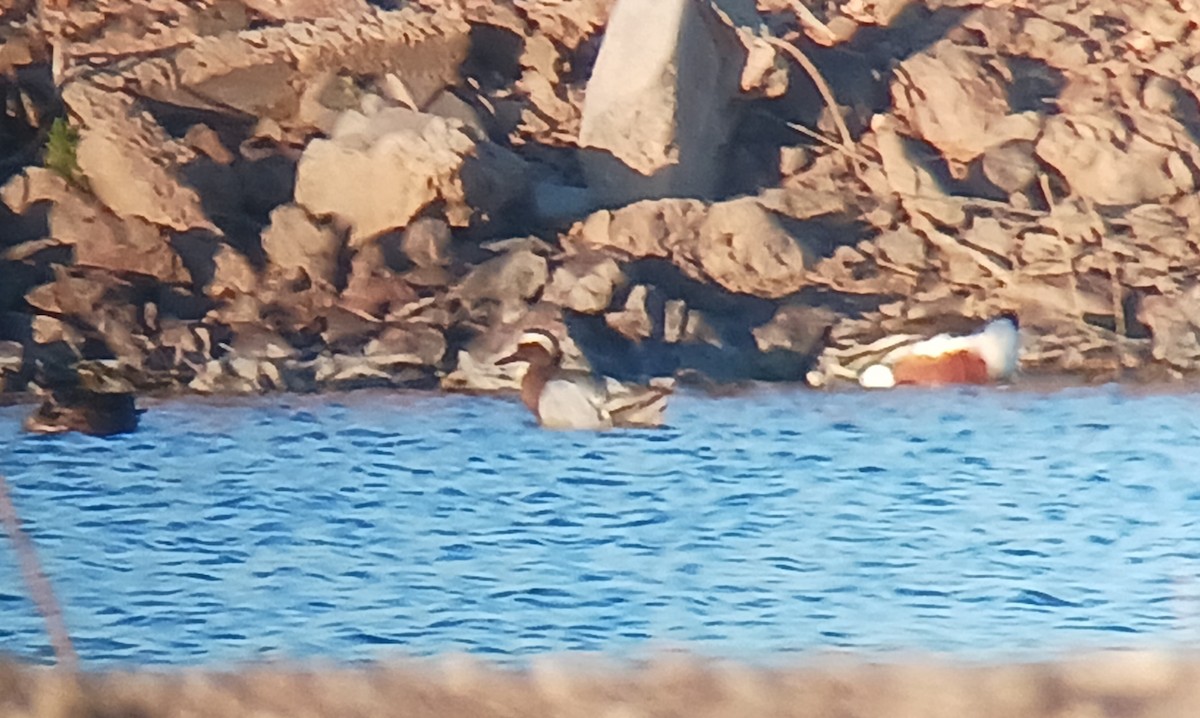 Garganey - Greg Cook