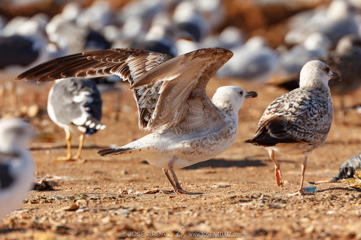 Caspian Gull - ML565456141