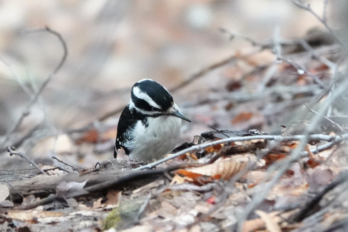Hairy Woodpecker - ML565456291