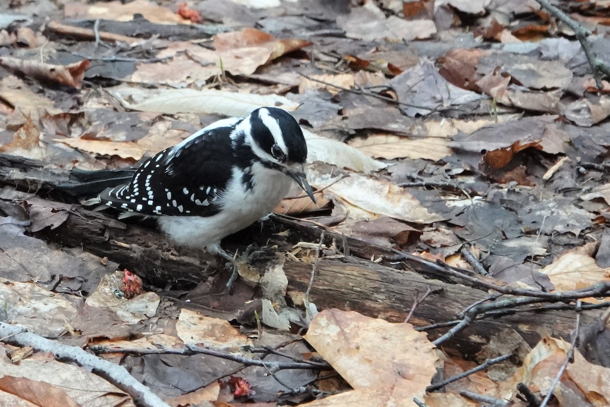 Hairy Woodpecker - ML565456301