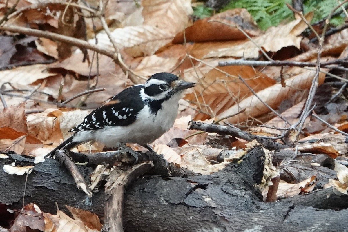 Hairy Woodpecker - ML565456501
