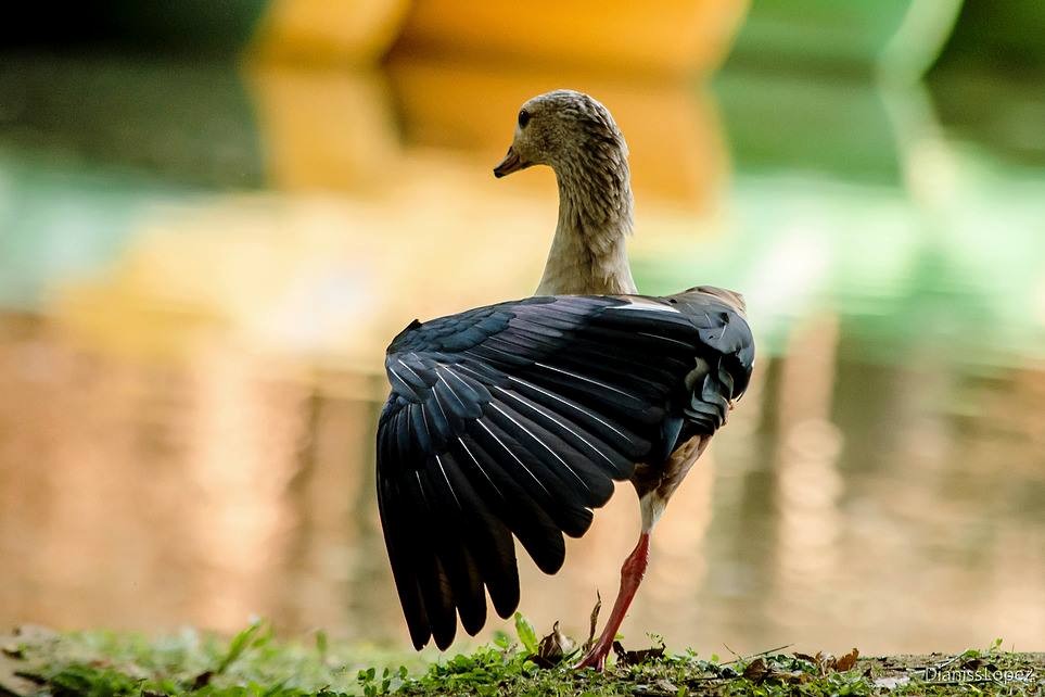 Orinoco Goose - Diana López G