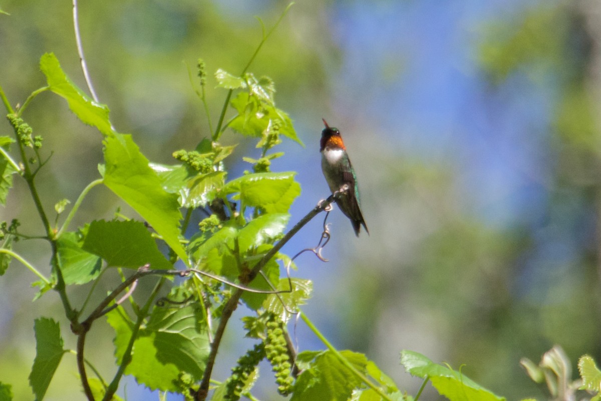 Ruby-throated Hummingbird - ML56545801