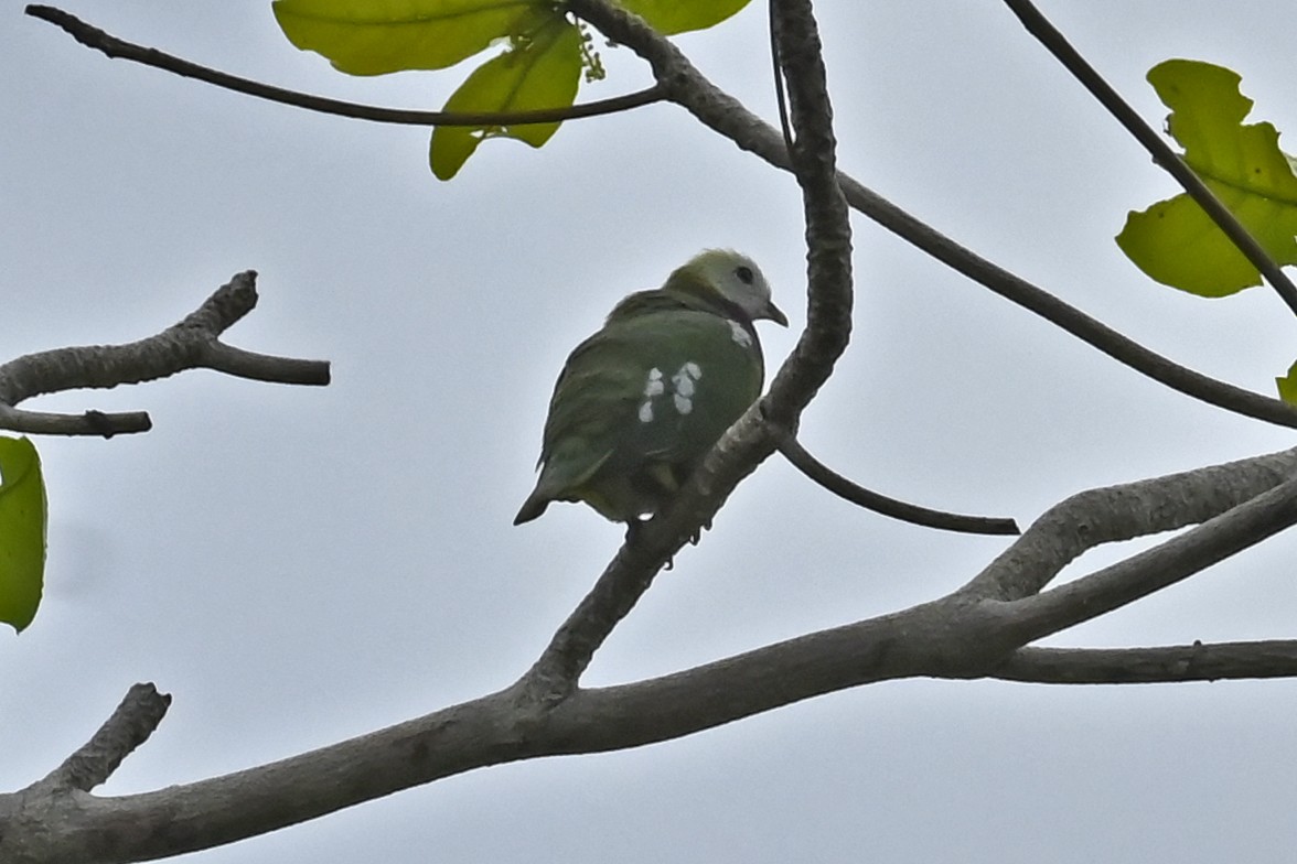 White-headed Fruit-Dove - ML565458201