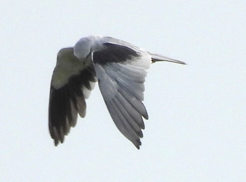 Black-winged Kite - Scott Weaver