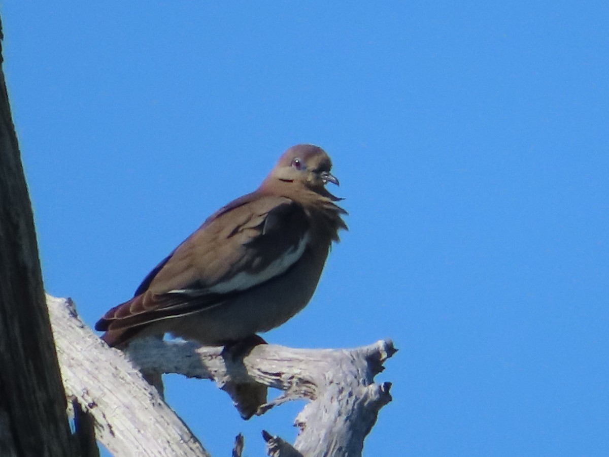 White-winged Dove - ML565459091