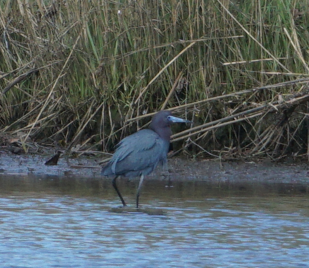 Little Blue Heron - Melody Ragle