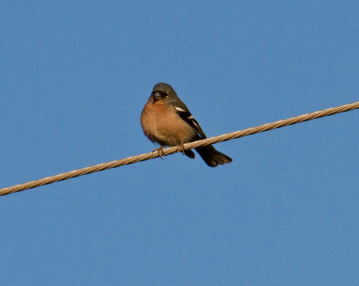 Common/African Chaffinch - ML565459501