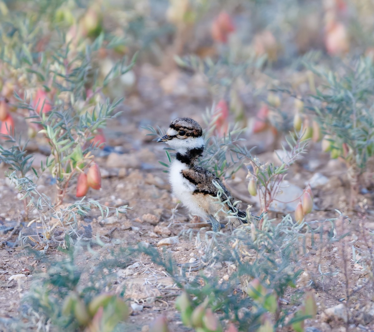 Killdeer - ML565459531