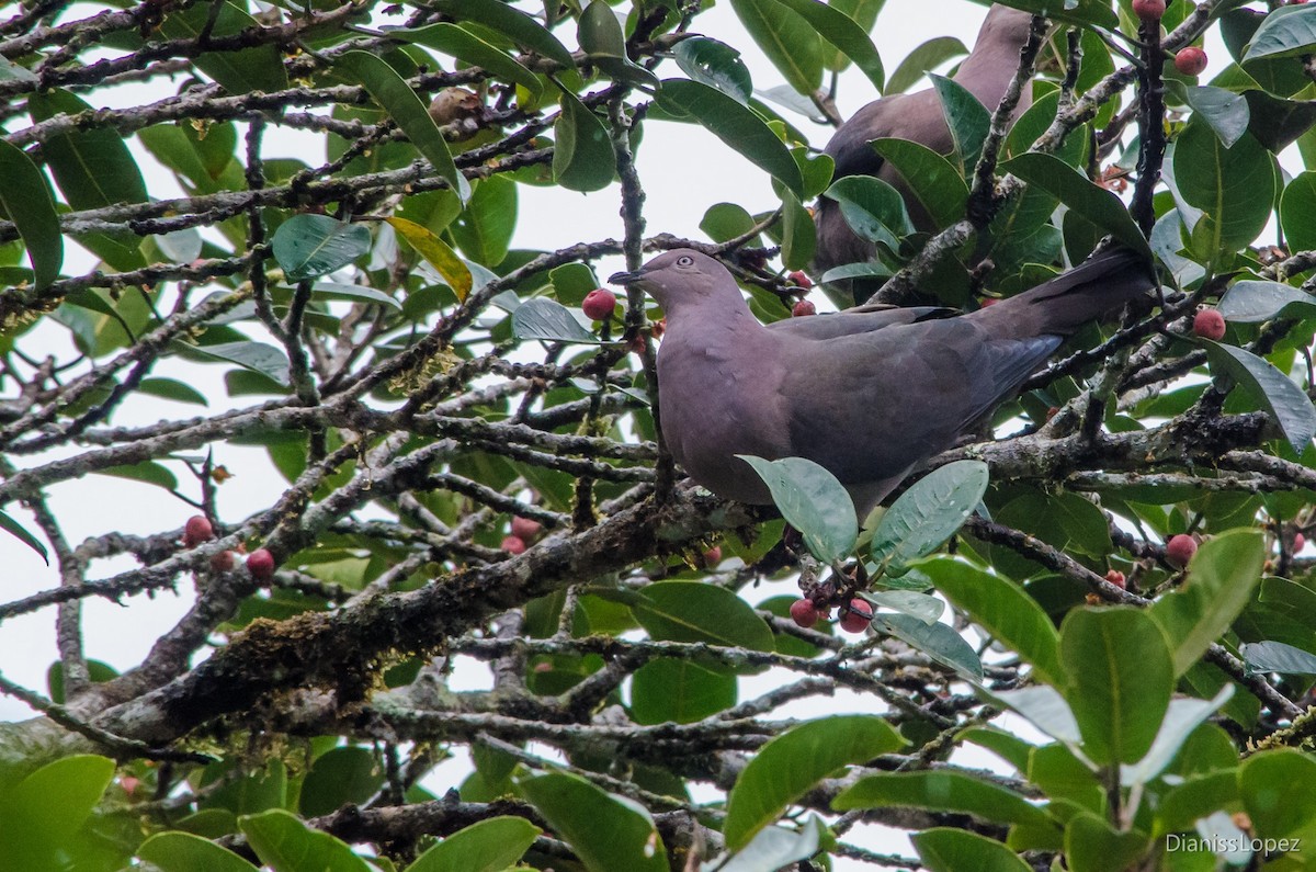 Pigeon plombé - ML565459541