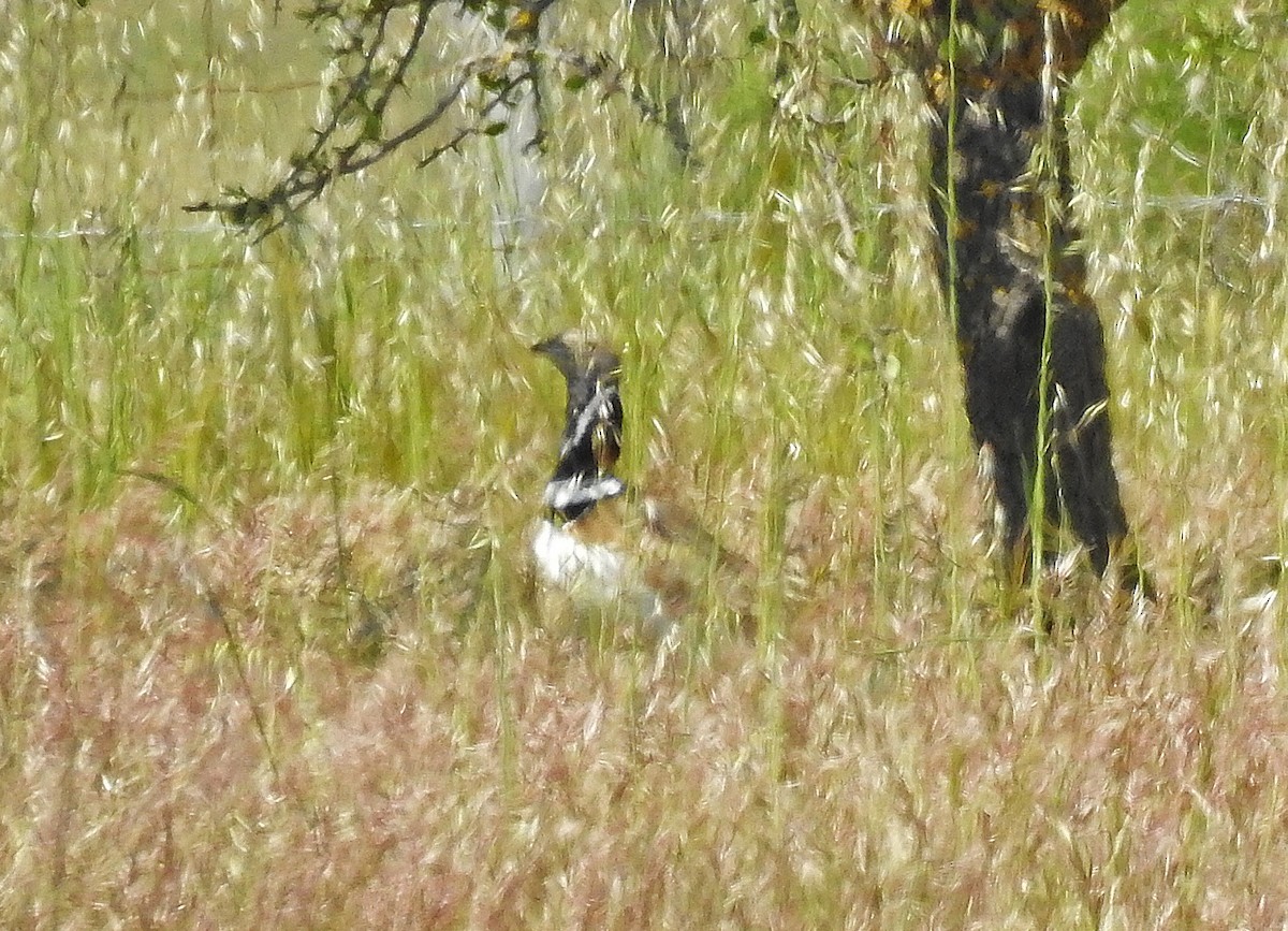 Little Bustard - ML565459791