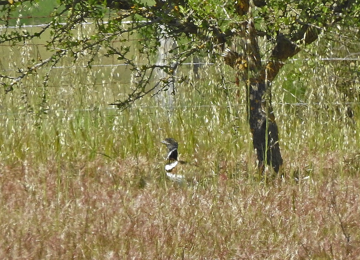 Little Bustard - ML565459971