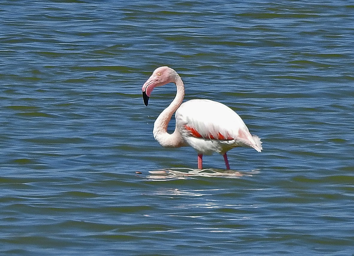 rosenflamingo - ML565460931