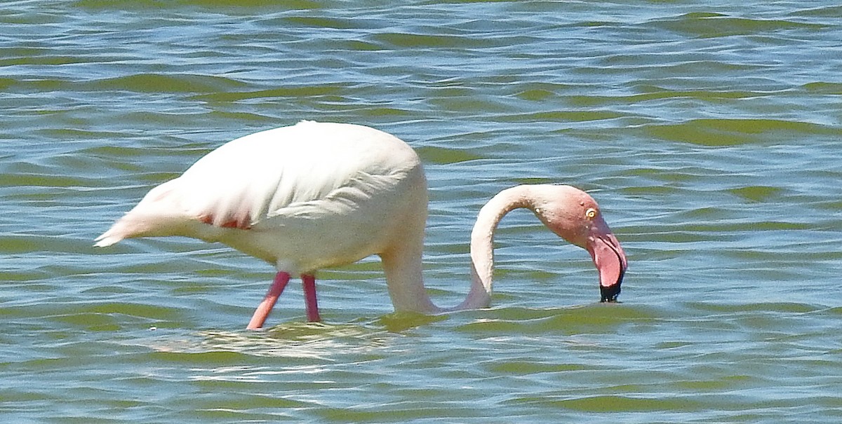Greater Flamingo - ML565460991