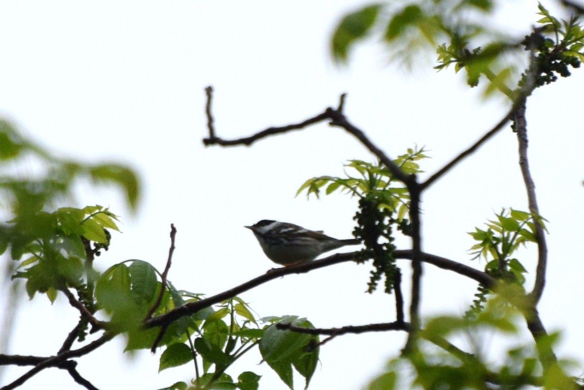 Blackpoll Warbler - irina shulgina