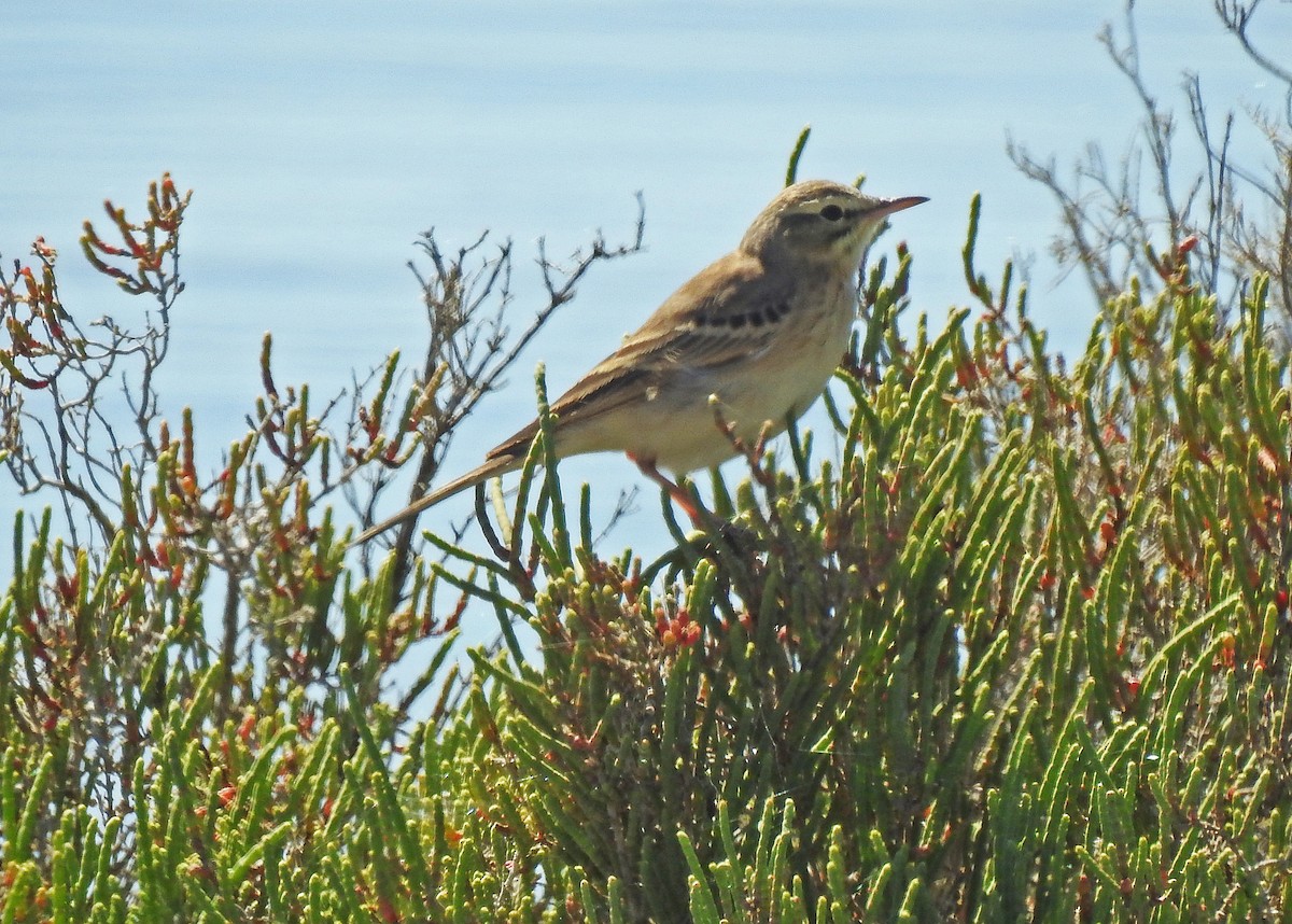 Tawny Pipit - ML565461771