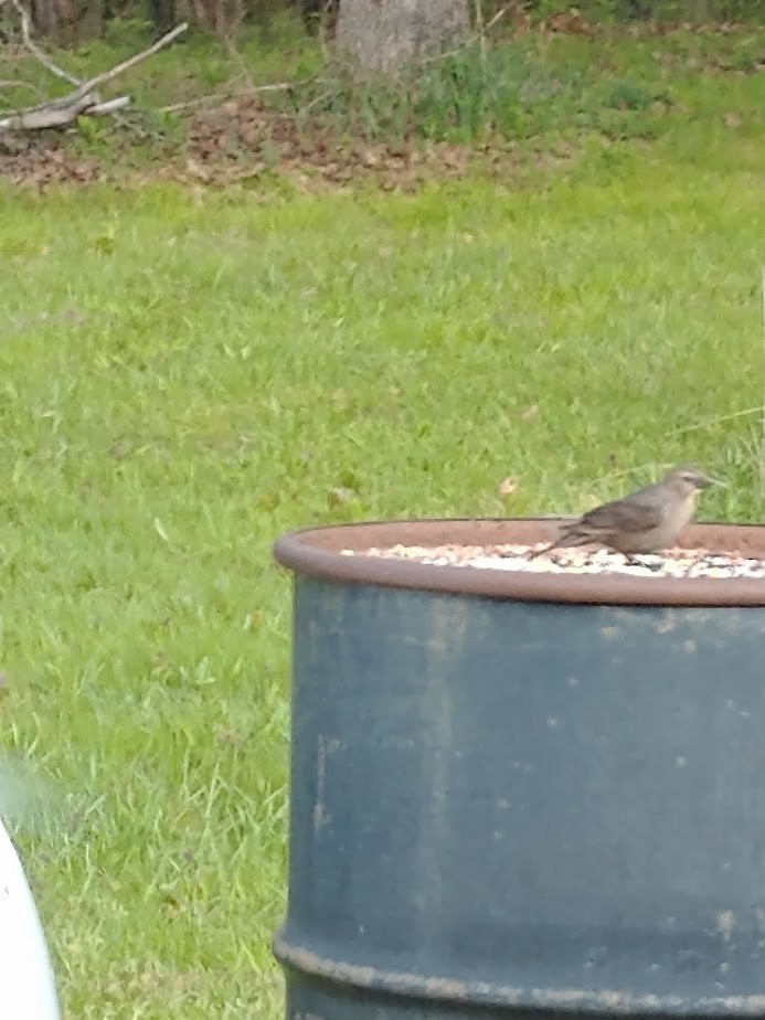 Gray Catbird - ML565462211