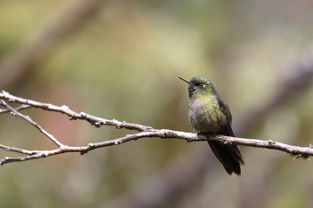 Tyrian Metaltail - Daniel Branch