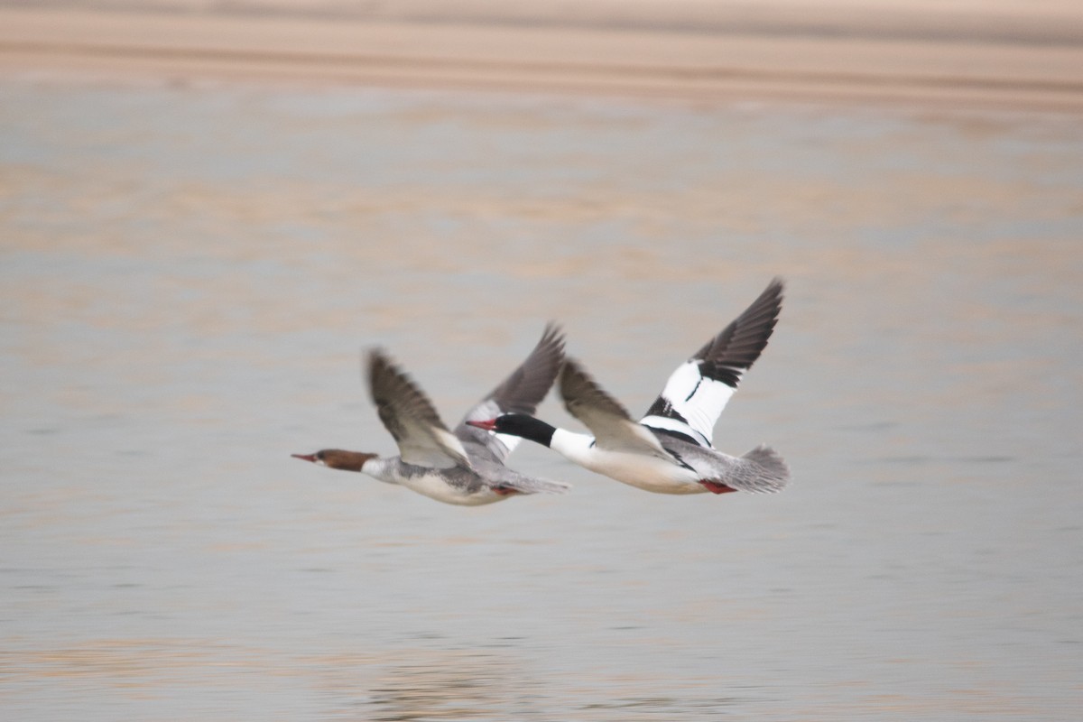Common Merganser - Clinton S. Boyd