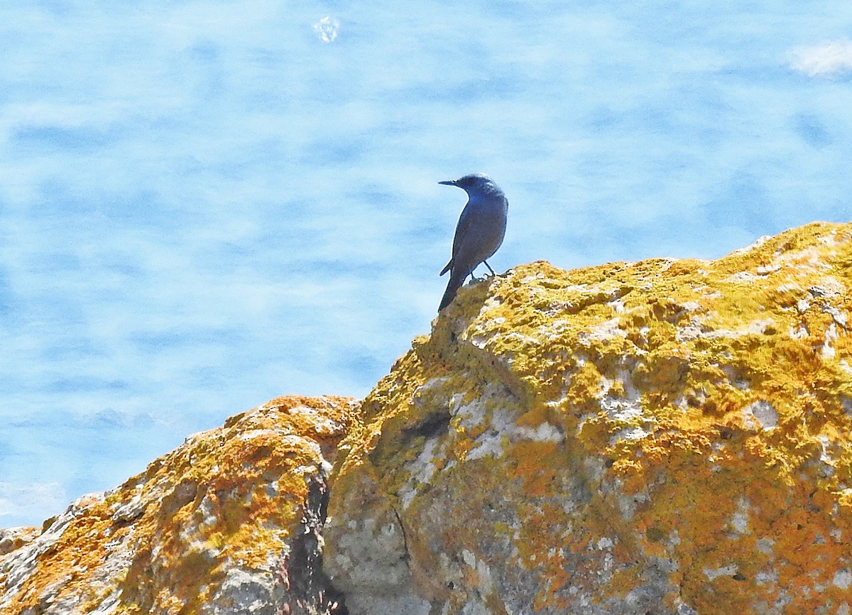 Blue Rock-Thrush - ML565464551