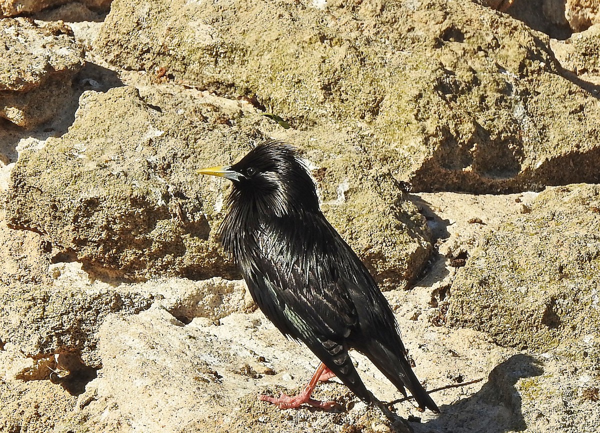 Spotless Starling - ML565465451