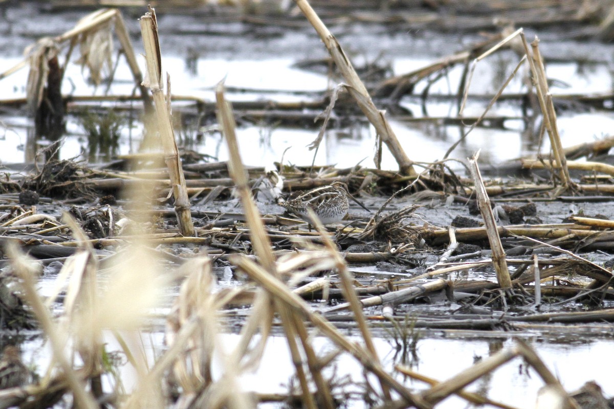 Wilson's Snipe - ML565466171