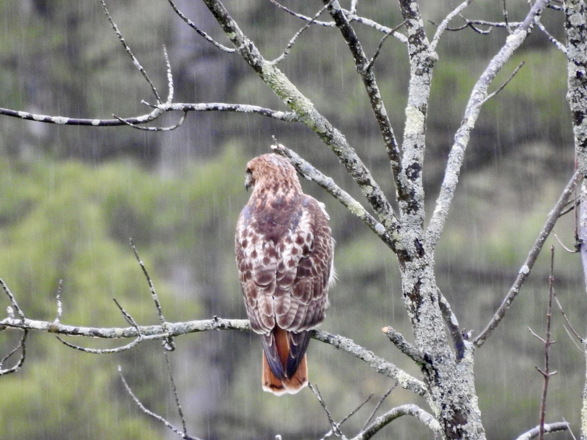 Red-tailed Hawk - ML565466911