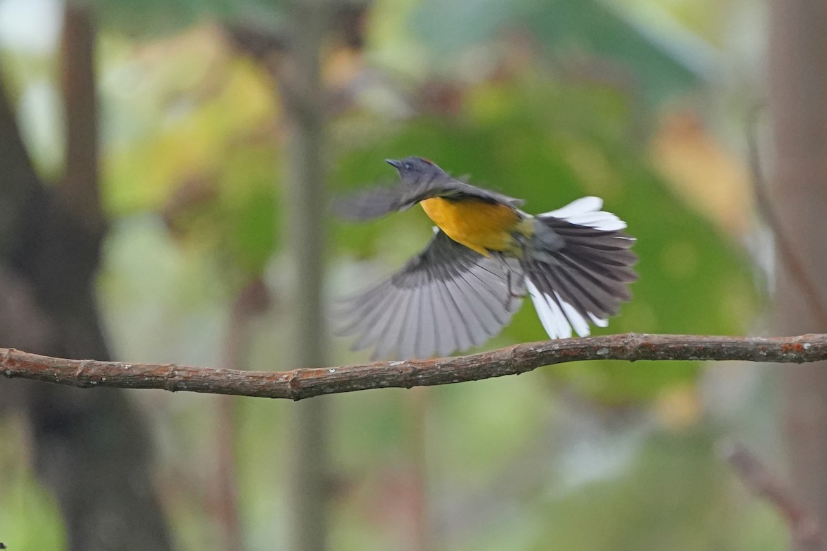 Slate-throated Redstart - ML565467301